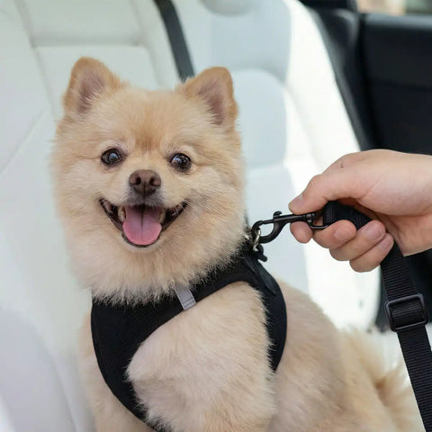Pet Car Seatbelt Tether | PS100